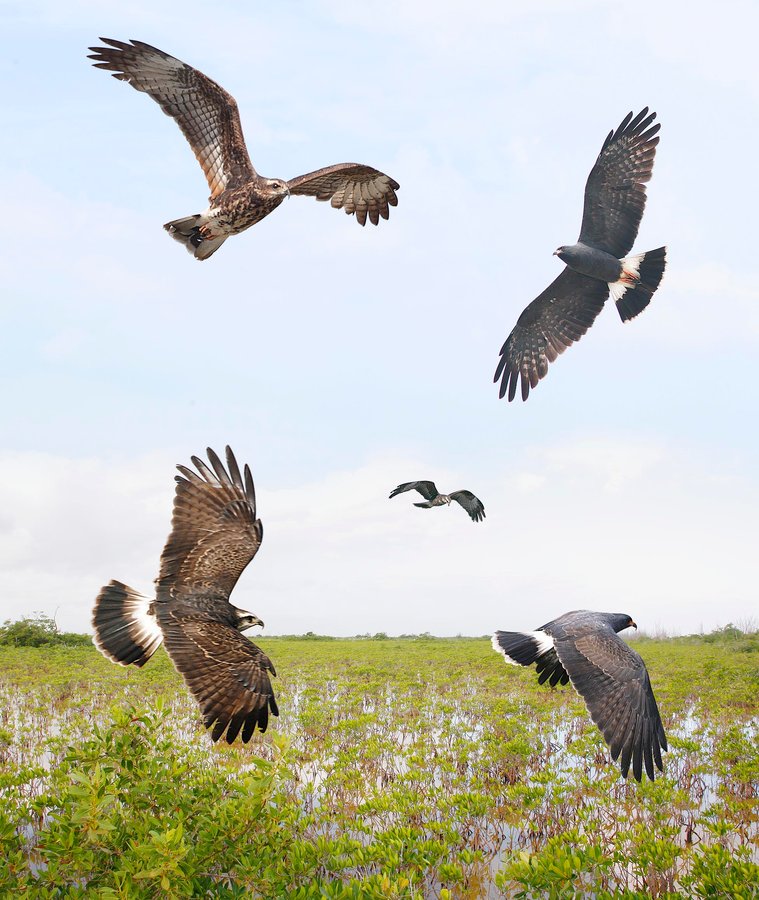 Snail Kite 3